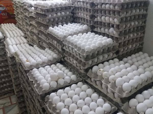 White egg delivery