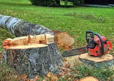 Tree felling services