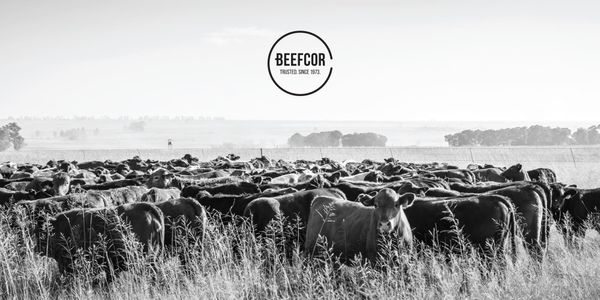 Beefcor Re-Branding