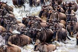 3 days masai mara migration safari