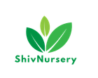 Shiv Nursery