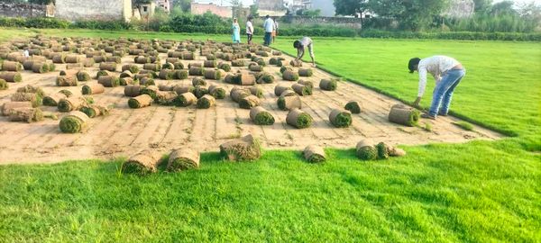 Natural Lawn Grass Wholesale Price