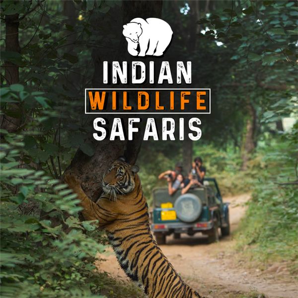 Indian Wildlife Safaris