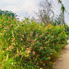 DHARANI T N