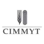 CIMMYT INDIA