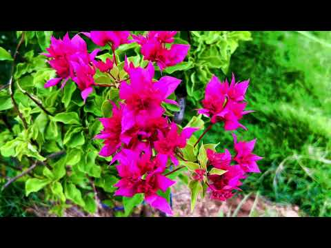 Nature cinematic cover Nature cinematic cover