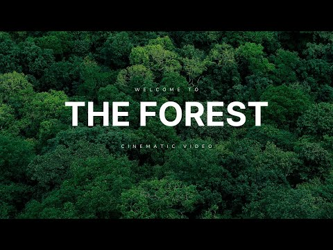 THE FOREST cover